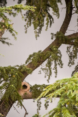 nido de un hornero en las ramas de un árbol. Furnarius rufus