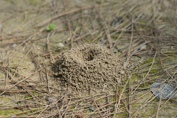 An ant hill on ground in spring