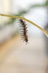 primer plano de la oruga de una mariposa