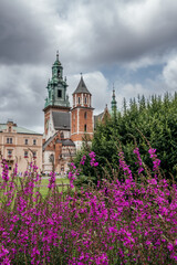 Purple Wildflowers in Bloom Before Wawel Cathedral, Krakow