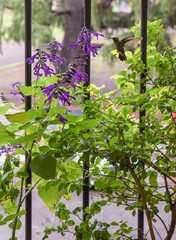 Imagen de un colibrí en las flores de la salvia guaranítica © TC2412