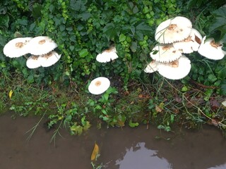 grandes hongos blancos en el jardín después de varios días de lluvia
