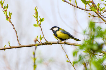 great tit perching on a tree branch on a sunny spring day