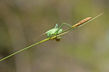 A green bush cricket in a pine forest