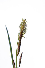 Fototapeta premium A Carex sp. in flowering stage 