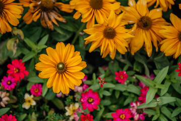 Colorful Summer Flowers: Yellow Daisies and Pink Zinnias