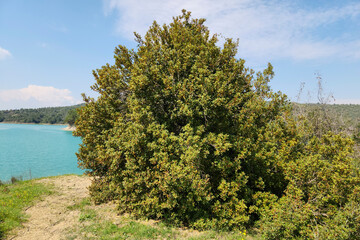 Fototapeta premium A young mastic tree in the mid of march in Mediterranean nature