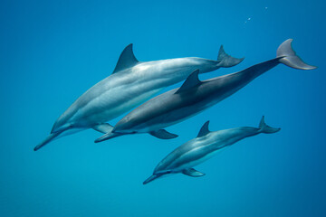 Maui Dolphin Trio