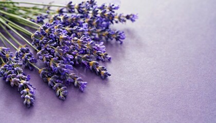 lavender flowers lie on a purple background with copy space