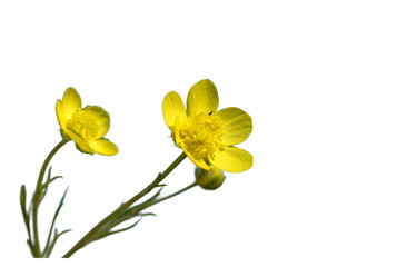 Yellow buttercup (Ranunculus sp.) flowers on the moist slopes near Seyhan Dam Lake in Adana