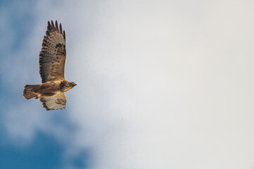 Buteo buteo bird flying under blue sky and cloudy sky in spring day