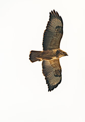 Buteo buteo bird flying under blue sky and cloudy sky in spring day