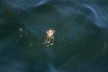 little jellyfish in the sea