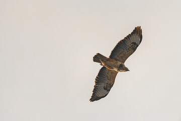 Buteo buteo bird flying under blue sky and cloudy sky in spring day