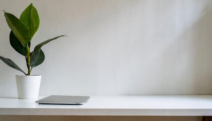 modern working empty white desk with one green plant plain white background and table top for mockups