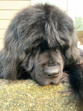 Newfoundland dog