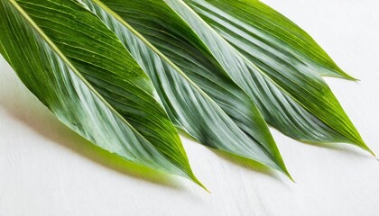 fresh tropical leaves on white background