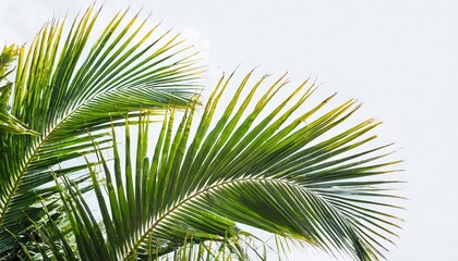 green palm leaves isolated on white background - obrazy, fototapety, plakaty