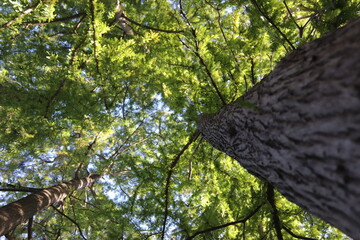 Pinos
