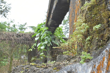 Obraz premium Ruinas y naturaleza