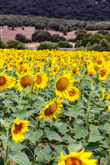Campo di girasoli