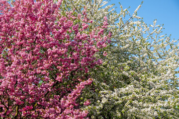 Obraz premium spring time, sakura and bird cherry, Prunus, trees in bloom