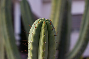 close up of a cactus