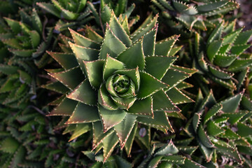 close up of a cactus