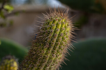 close up of cactus
