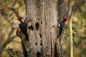 White-bellied woodpecker or Great black woodpecker - Dryocopus javensis is bird from evergreen forests in tropical Asia. Pair of male and female feed together on the trunk - 763553391