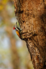 Black-rumped Flameback also Lesser golden-backed woodpecker or Lesser goldenback - Dinopium benghalense, colorful bird found in the Indian subcontinent - 763553520
