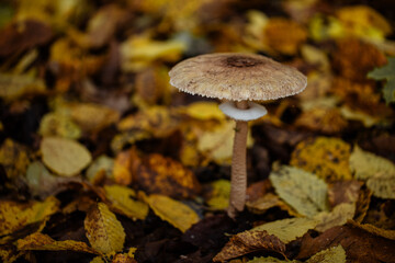 Mushroom in the forest. Macrolepiota procera edible mushroom in the forest.