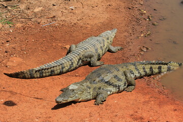 alligators