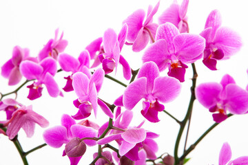 pink orchid isolated on white