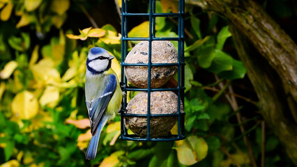 Blue tit bird close up perched on suet balls bird feeder