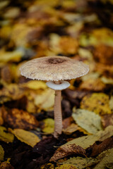 Macrolepiota procera edible mushroom in the forest.