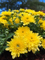 Freshly watered Chrysanthemum yellow flowers in the garden