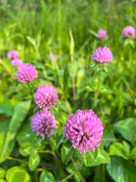 Wild red clover blossoms in field of green grass