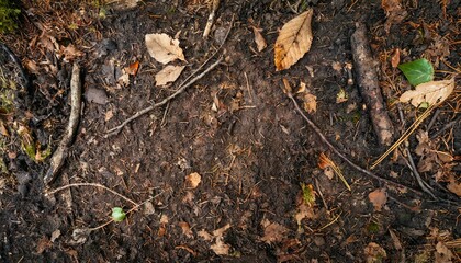 落ち葉や枝が混ざった土