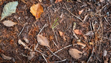落ち葉や枝が混ざった土