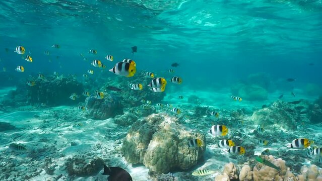 School of tropical fish underwater in the Pacific ocean (Chaetodon ulietensis butterflyfish), natural scene, French Polynesia
