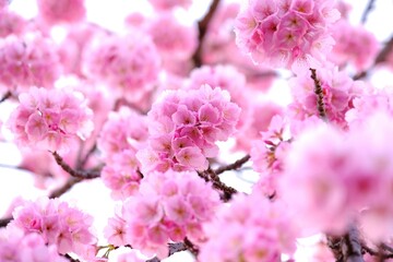 さくら　いろいろ