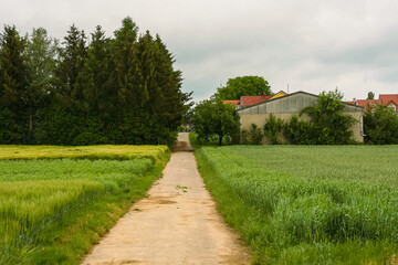Country road going between green fields. Cloudy day in the village. Farmhouse on the edge of the...