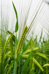 Field of green rye. Young green wheat. Late Spring, early Summer day. Close-up. Free space for text on a soft blurry sky background.