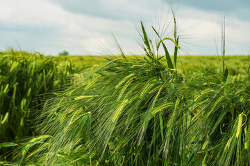 Field of green rye. Young green wheat. Late Spring, early Summer day. Close-up. Free space for text...