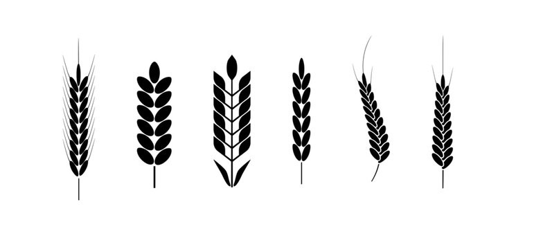 Wheat and rye logo ears. Barley rice grains and elements for beer or organic agricultural food. Vector