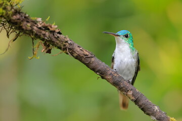 Fototapeta premium Andean emerald (Amazillia franciae) Ecuador