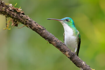 Fototapeta premium Andean emerald (Amazillia franciae) Ecuador