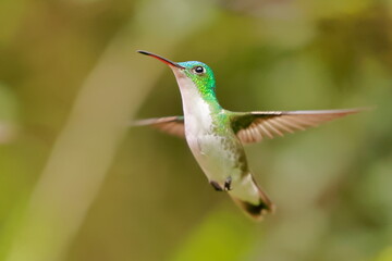 Fototapeta premium Andean emerald (Amazillia franciae) Ecuador