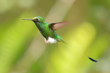 Obraz premium Booted racket-tail (Ocreatus underwoodii) Ecuador